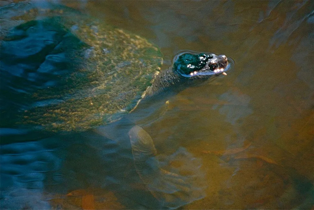 Curiosidades divertidas sobre a tartaruga do rio Fitzroy para crianças