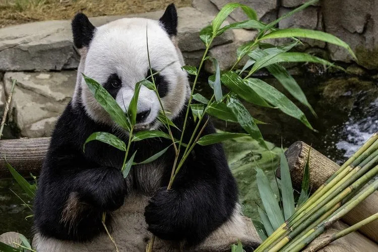 Pandaer spiser opptil 18 kg bambus på en dag.