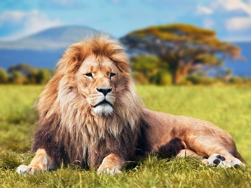 Suur lõvi lamas savanni rohul