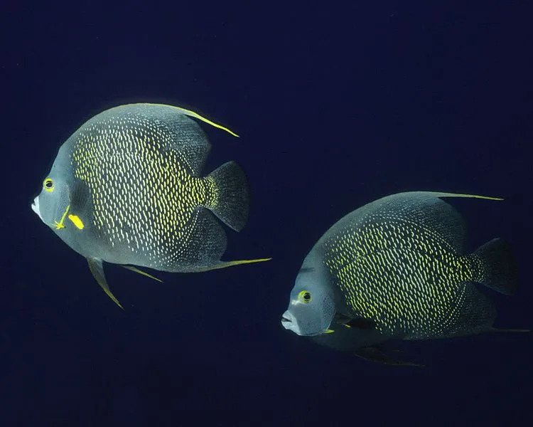 Franču eņģeļu zivis dzīvo rifu biotopos okeānā.