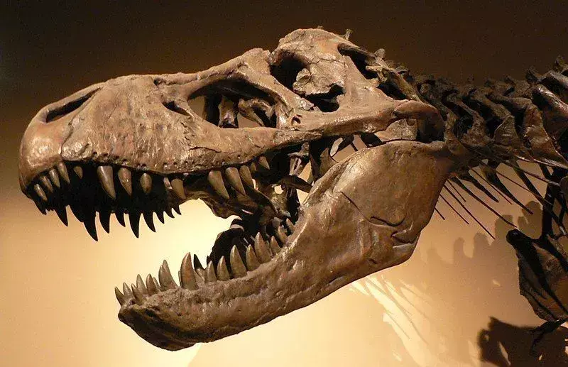 Aublysodon hade en lång avsmalnande skalle som hade spetsiga tänder!