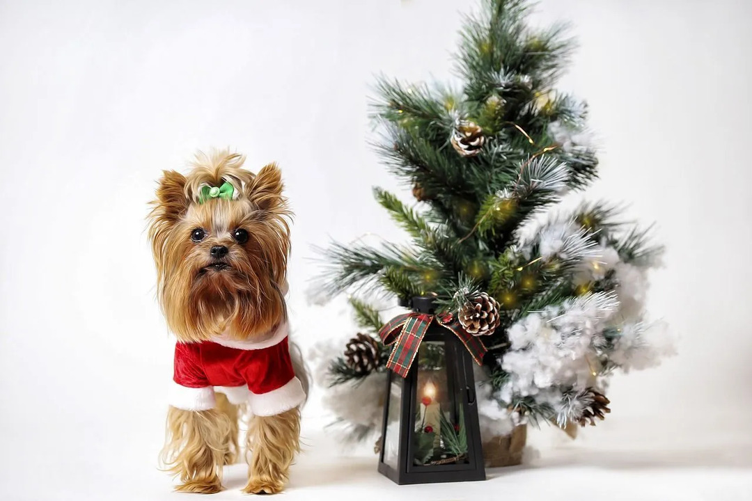 Top 150 slatkih božićnih imena pasa za vaše novo štene