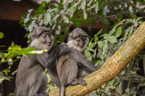 Primat lavere klassifikationer Old World Monkeys Facts Revealed