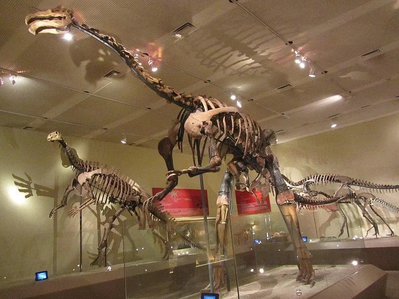 Le Suzhousaurus avait un long cou et d'énormes griffes.