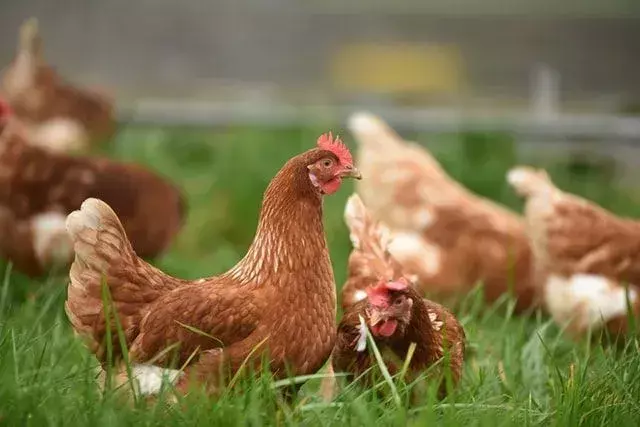 Bisakah Ayam Makan Blewah? Camilan Melon Lezat Untuk Burung Anda!