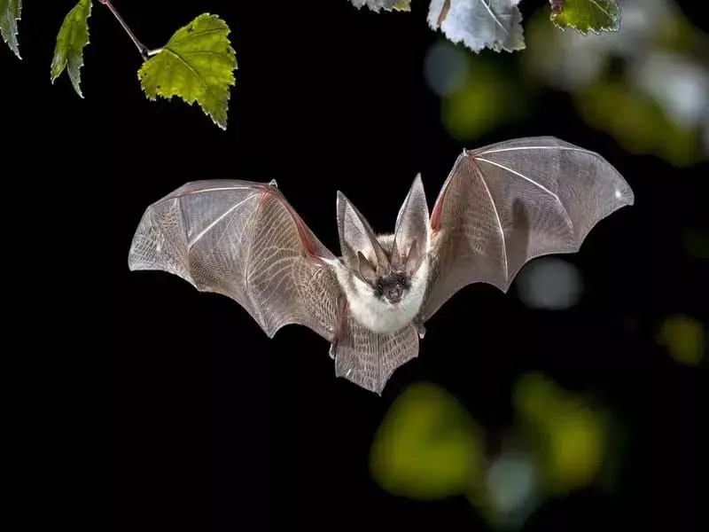 Zabavna dejstva o sivih dolgouhih netopirjih za otroke