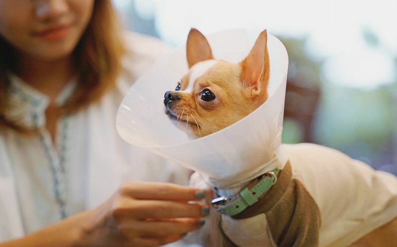 Varför bär hundar kottar Tips för husdjursägare för elisabethansk halsband