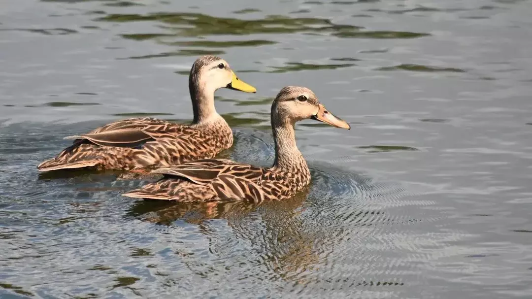 13 činjenica zadivljujućih krila o šarenoj patki za djecu
