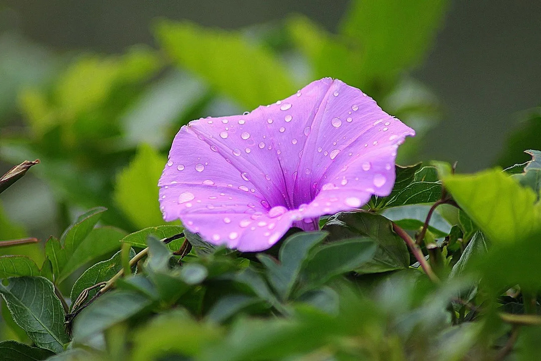 Fascinerende fakta om Morning Glory-blomster du bør vite