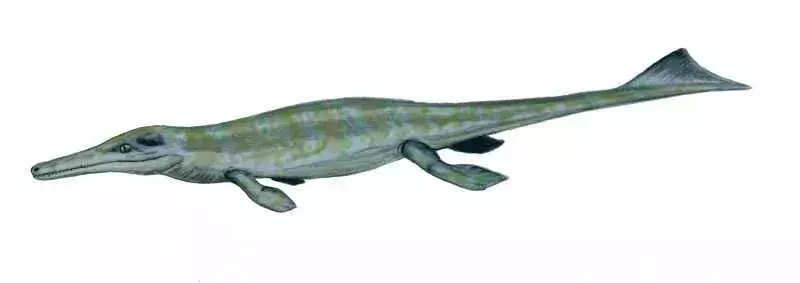 Metriorhynchus er raske svømmere og er designet for svømming.