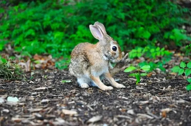 Zábavné fakty o americkom sobolom králikovi pre deti