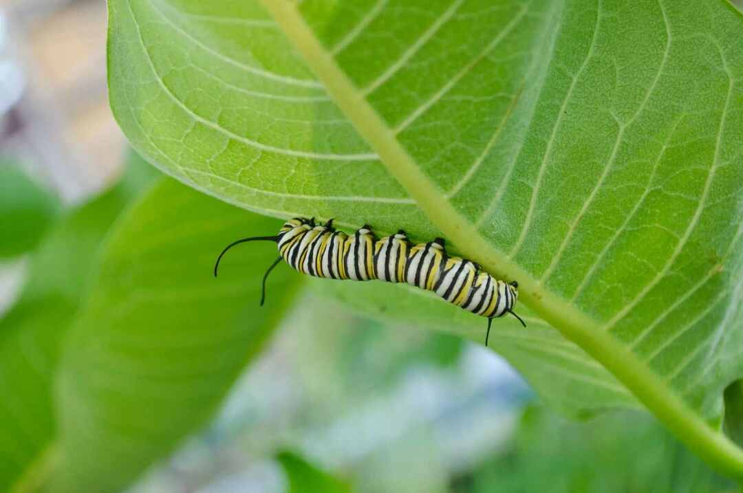 The Historic Hungry Caterpillar Hva spiser larver