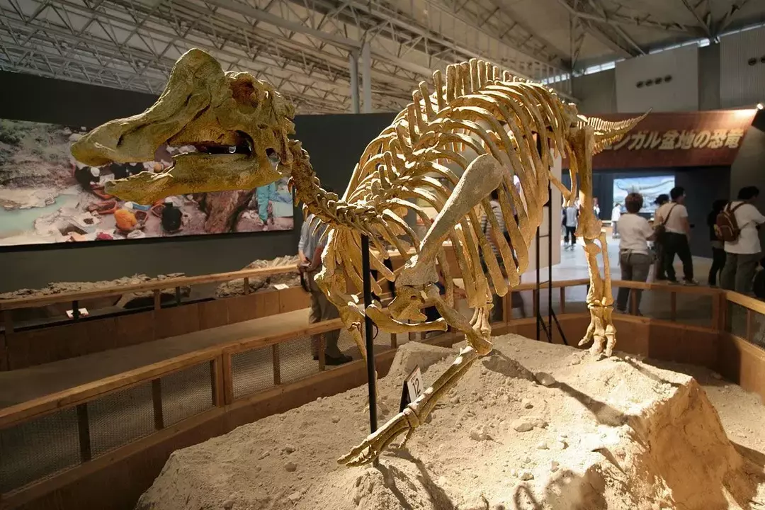 19 ข้อเท็จจริงของ Nipponosaurus ที่คุณจะไม่มีวันลืม