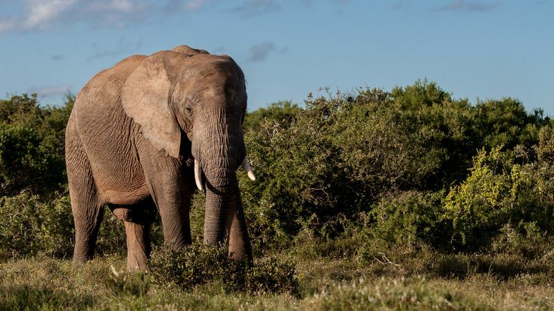 Har elefanthonor betar Hur kan vi skydda dem