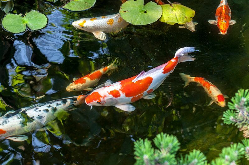 Цветни кои риби в изкуствено езерце.