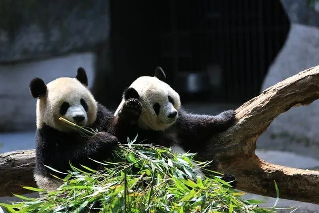 Panda Fakten Wissenswertes über die niedlichen kleinen Tiere