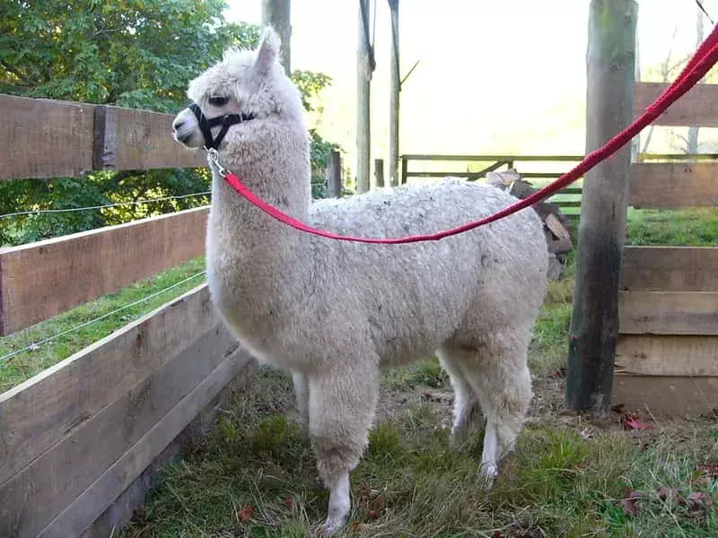 Huacaya Alpaca: 15 ფაქტი, რომელიც არ დაიჯერებთ!