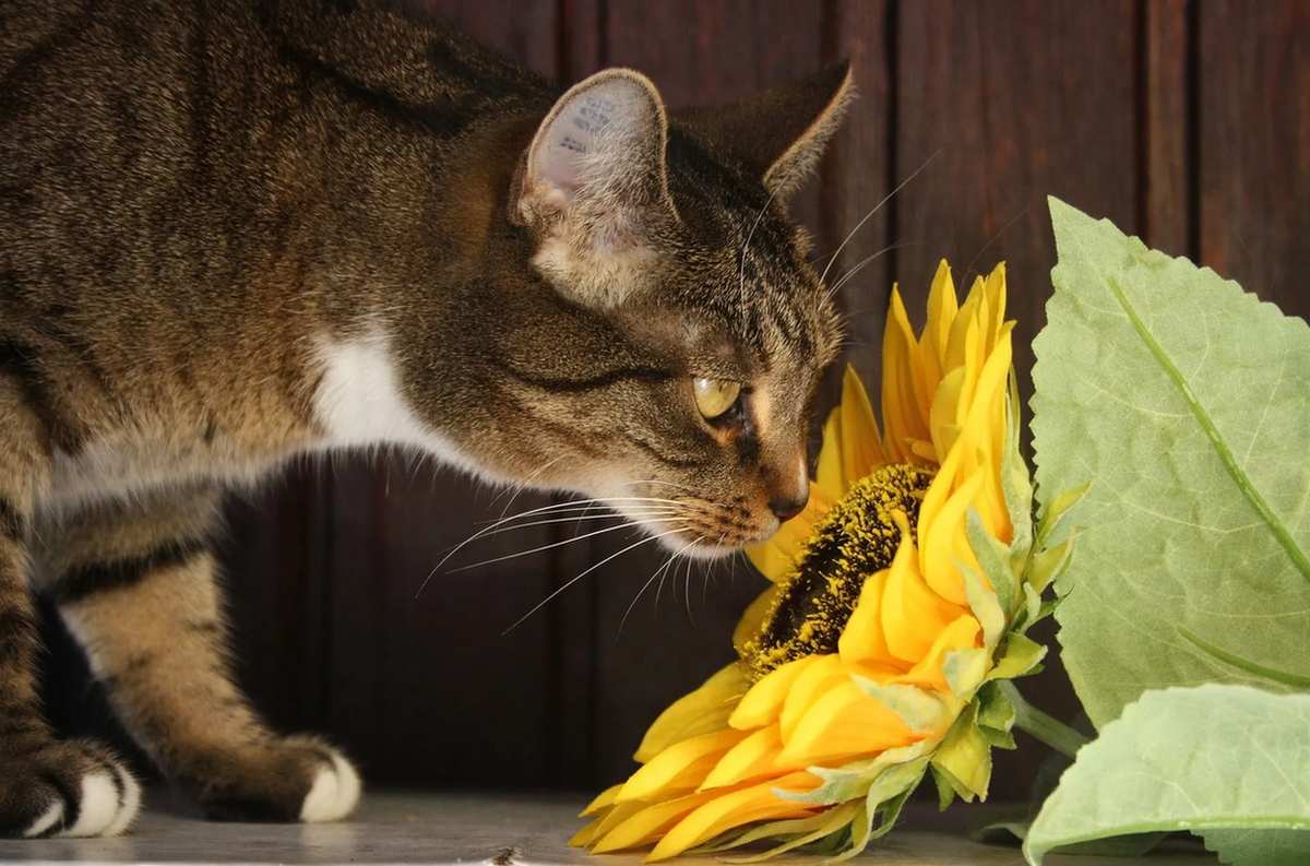 Ar bijūnai yra nuodingi katėms, kaip apsaugoti kates nuo toksiškų augalų