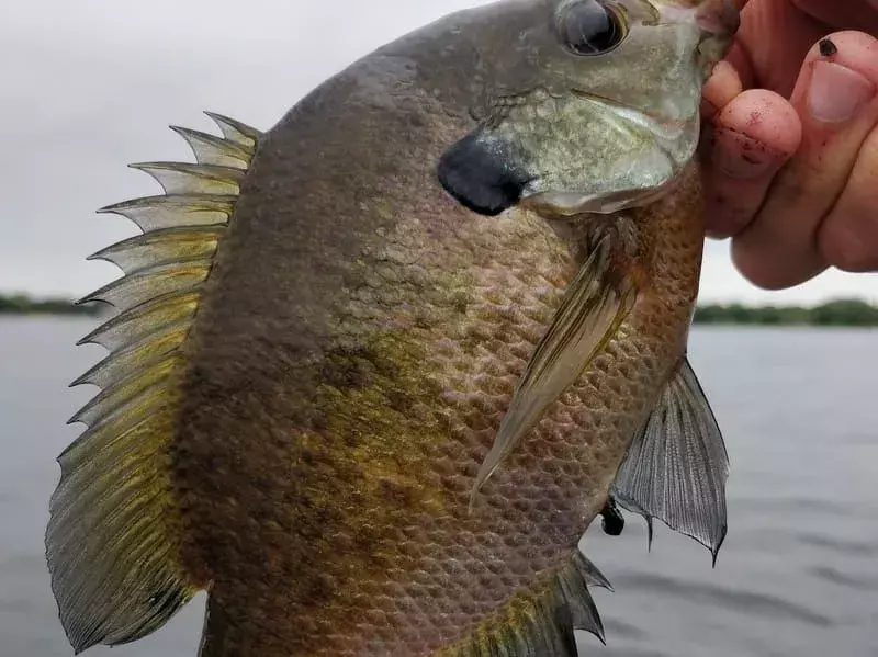 15 Fin-tastic Facts About The Mud Sunfish For Kids
