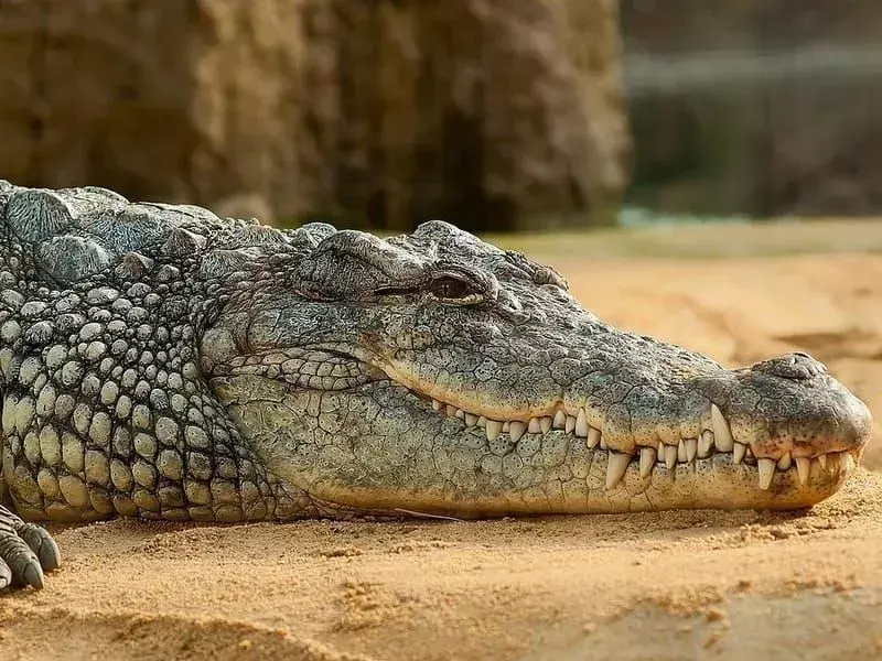 Czy wiedziałeś? 17 niesamowitych faktów dotyczących krokodyla nilowego