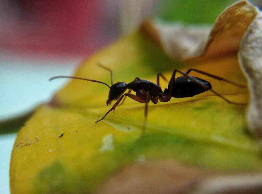 Hur många ben har myror intressanta fakta för nyfikna barn
