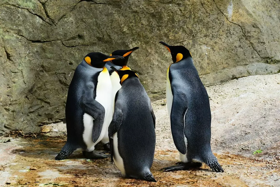 Dyr finnes over hele verden, men i det kalde og harde klimaet i Antarktis finnes bare noen få vesener, pingviner er en av dem.