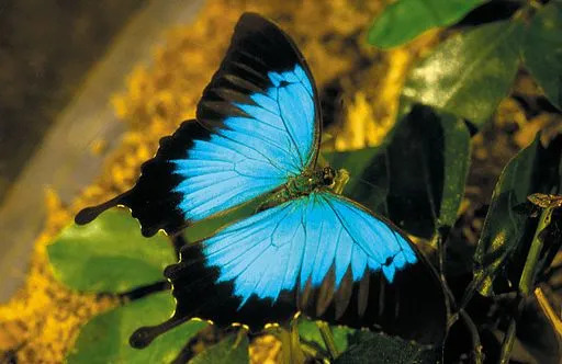 Ulysses-sommerfuglen er en veldig attraktiv sommerfugl.