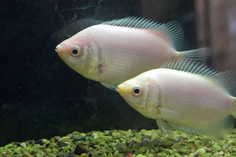 Fin-tatic Facts about The Kissing Gourami