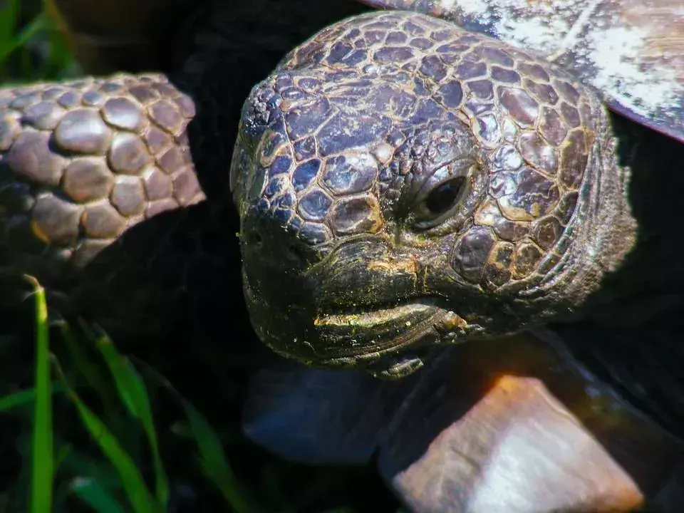 Loistavia Gopher Tortoise -faktoja, joita et usko