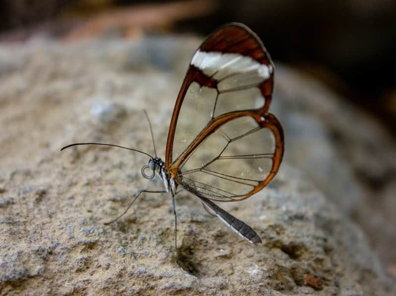 Цікаві факти про метелика Glasswing для дітей