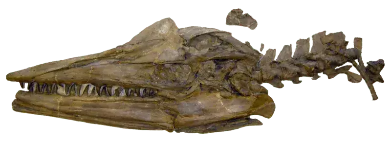 Dolichorhynchops su imali mekanu kožu tijela s kratkom perajem nalik repu.