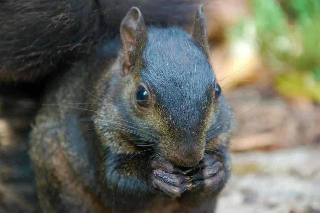 Ar voverės valgo miltų kirmėles žino tiesą apie savo ypatingą mitybą?