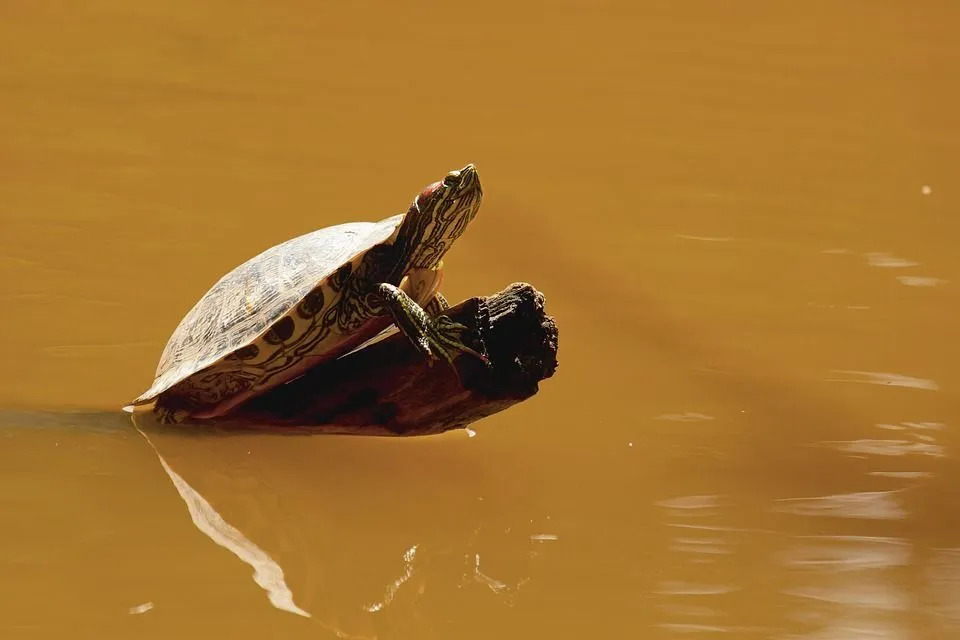 Det finns en unik sköldpadda som finns i Victoriasjöns bassäng.
