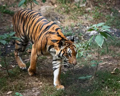 Fatti ruggenti sulla tigre indocinese per bambini