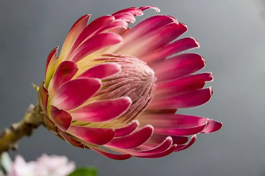 23 Protea-plantefakta: En sjelden blomstrende plante fra Sør-Afrika!