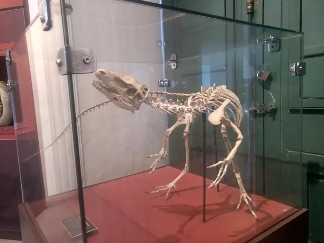 Сантанараптор — динозавр середнього розміру.