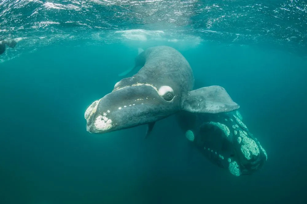 15 datos fantásticos sobre las ballenas francas para niños