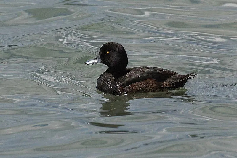 Morsomme New Zealand Scaup-fakta for barn