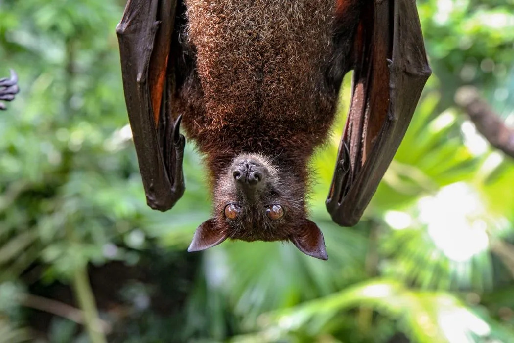 Meksikos laisvauodegiai šikšnosparniai yra rusvai juodos spalvos.