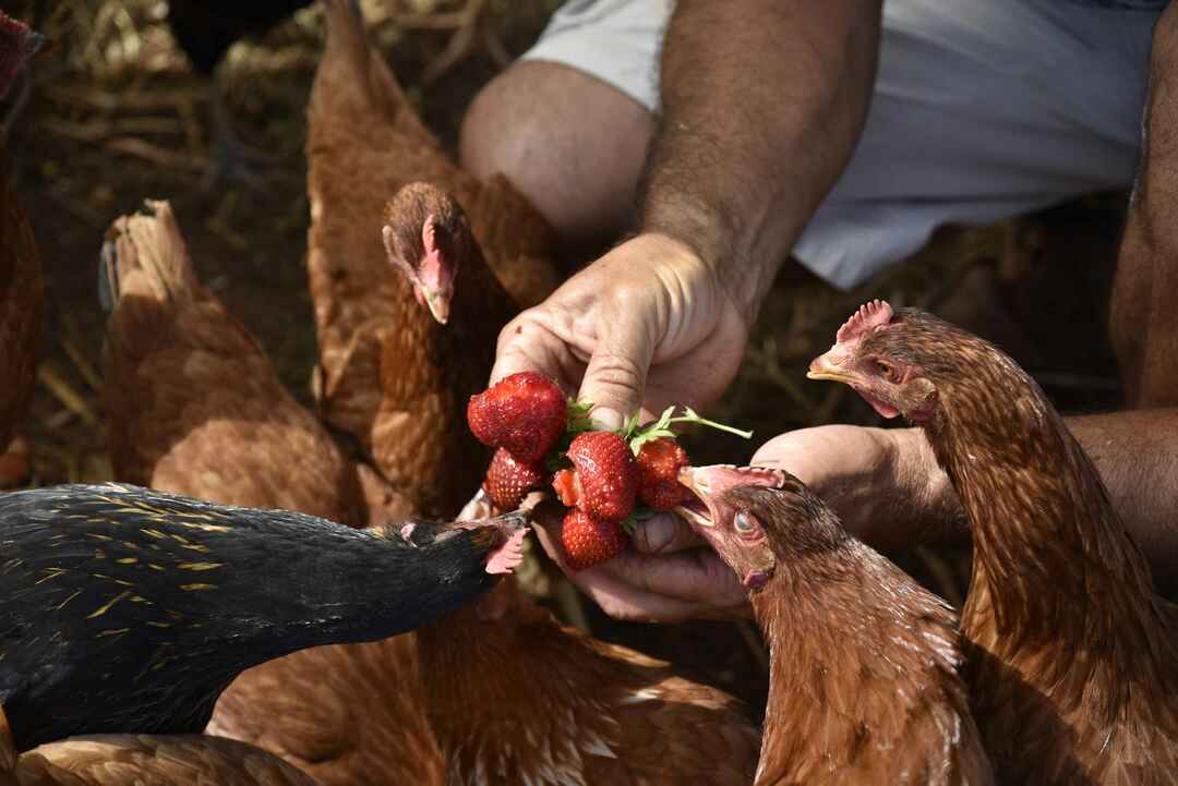 Ar viščiukai gali valgyti braškes skanų skanėstą jūsų viščiukams