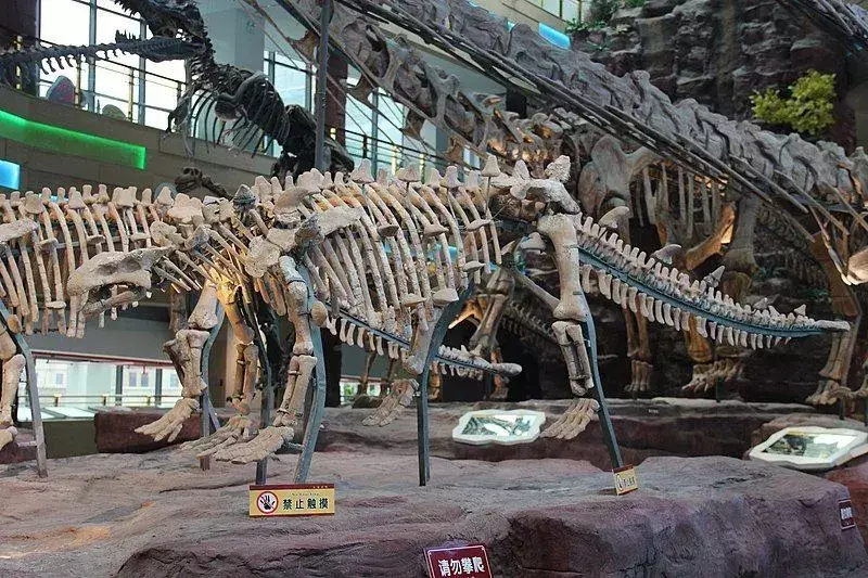 Çin ankylosaurid dinozorunun, bilim adamları için onları tanımayı kolaylaştıran tipik bir Crichtonsaurus iskelet sistemi veya holotipi vardı.