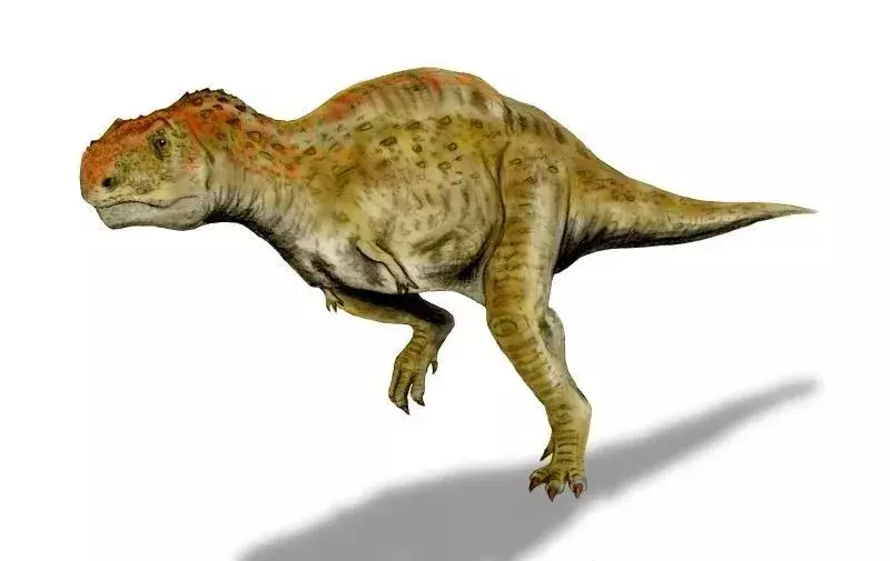 Ukuran dan rahang atas dinosaurus ini adalah beberapa fitur yang dapat dikenali.