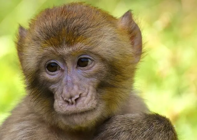 A legjobb 40 csodálatos majomnév