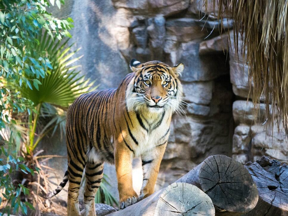Rytande fakta om den sydkinesiska tigern som barn kommer att älska