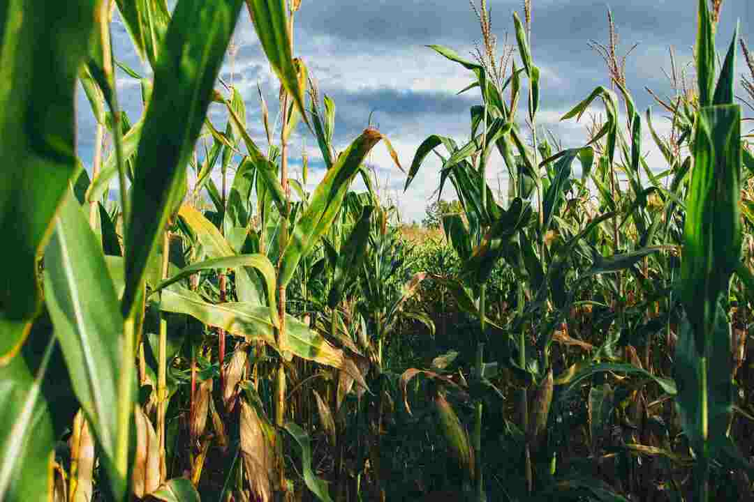 Gli agricoltori del Nebraska spesso ereditano le fattorie