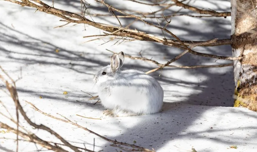 Snowshoe Hare Facts που δεν θα ξεχάσετε ποτέ