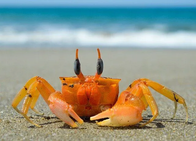Un nom de crabe doit être cool et créatif.