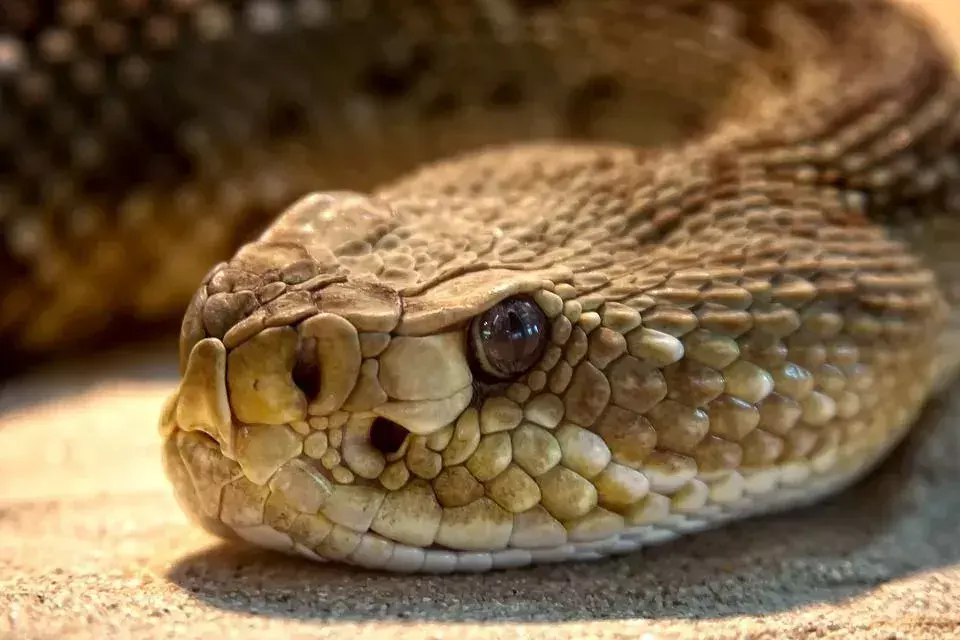 Mielenkiintoisia faktoja: Milloin käärmeet nukkuvat lepotilassa? Kuinka pitkään?