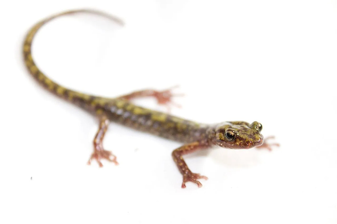 Morsomme grønn salamander-fakta for barn