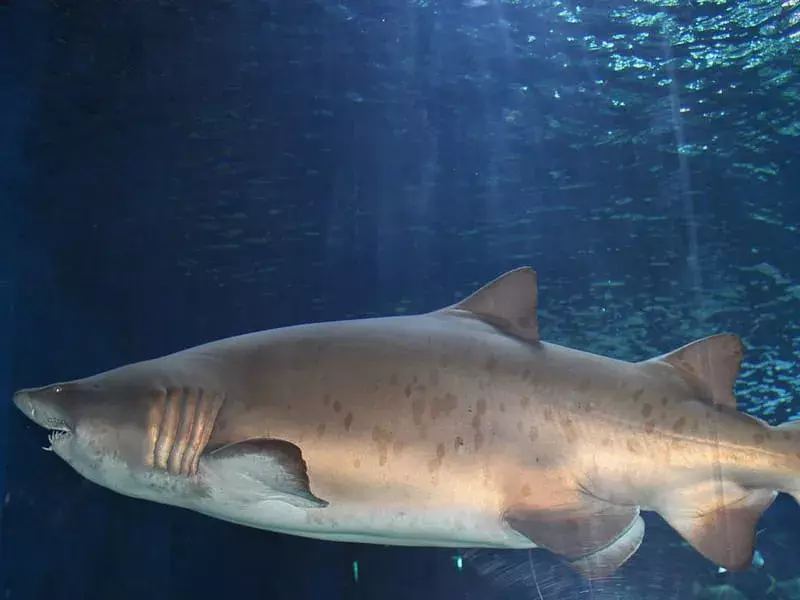 15 עובדות בטעם סנפיר על כריש גולפר המטומטם לילדים
